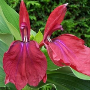 Roscoea purpurea Harvington Imperial
