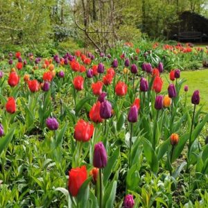 Royal tulip collection