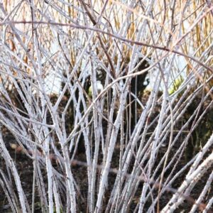 Rubus cockburnianus