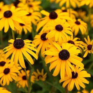 Rudbeckia fulgida Early Bird Gold