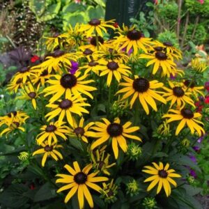 Rudbeckia fulgida Little Goldstar (PBR)