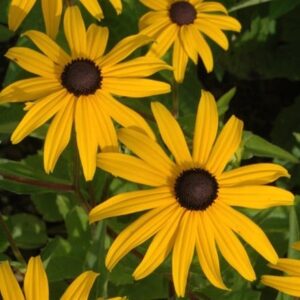 Rudbeckia fulgida var. sullivantii Goldsturm