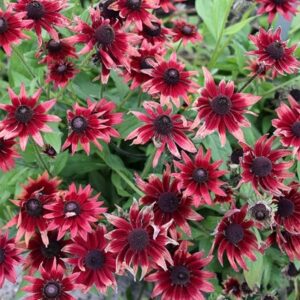 Rudbeckia hirta Cherry Brandy