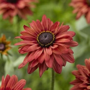 Rudbeckia hirta Enchanted Flame