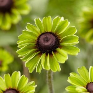 Rudbeckia hirta Enchanted Forest