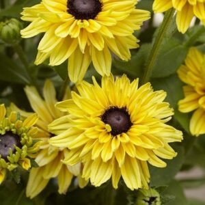 Rudbeckia hirta Enchanted Glow