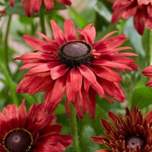 Rudbeckia hirta Enchanted Ruby Crush