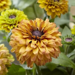Rudbeckia hirta Enchanted Summer Sunset