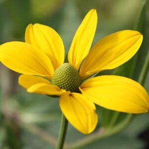 Rudbeckia laciniata Herbstsonne
