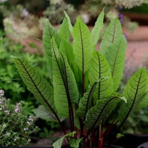 Rumex sanguineus var. sanguineus