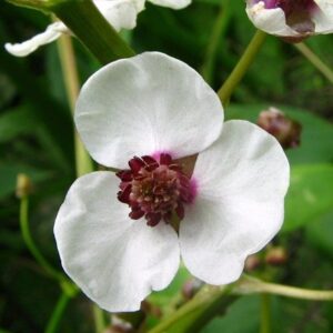 Sagittaria sagittifolia