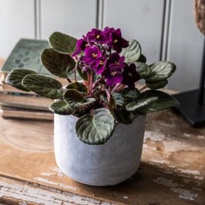 Saintpaulia Red