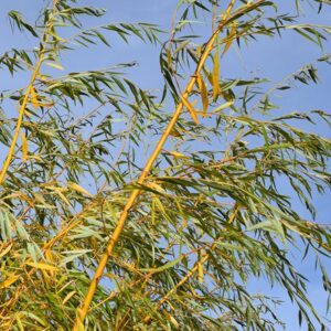 Salix alba Tristis