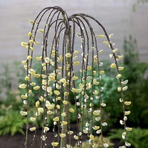 Salix caprea Kilmarnock