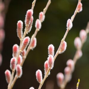Salix gracilistyla Mount Aso