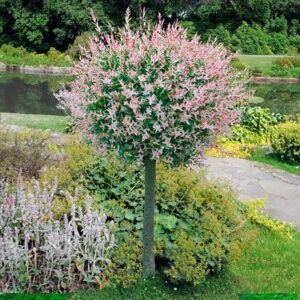 Salix integra Flamingo (PBR)