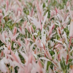 Salix integra Flamingo (PBR)