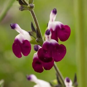 Salvia Amethyst Lips ('Dyspurp') (PBR)