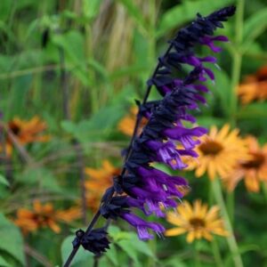 Salvia Amistad (PBR)