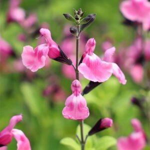 Salvia Angel Wings