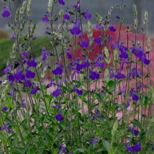 Salvia Blue Note (PBR)