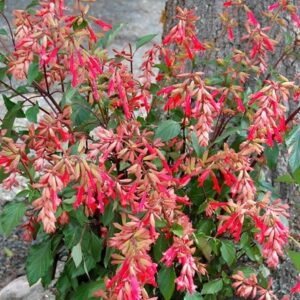 Salvia Ember's Wish ('SAL 0101') (PBR)