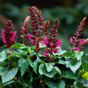Salvia Lake Flamingo ('Tl1019') (Salgoon Series)