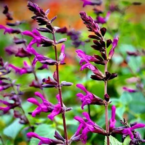 Salvia Sunkiss® Berry Blast