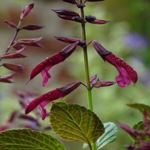 Salvia Tropicolour Claret ('Tropdwn24') (Tropicolour Series)
