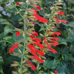 Salvia Tropicolour Sunrise ('Tropog021') (PBR) (Tropicolour Series)