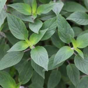 Salvia elegans