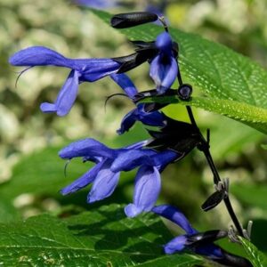 Salvia guaranitica Black and Blue