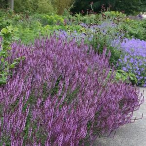 Salvia nemorosa Amethyst