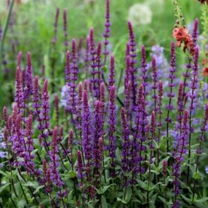Salvia nemorosa Caradonna