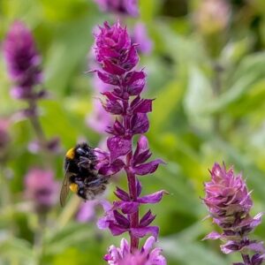Salvia nemorosa Caradonna Pink Inspiration ('Tuitsalv') (PBR)