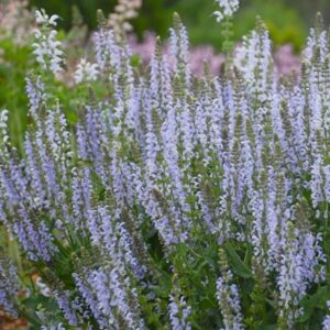 Salvia nemorosa Crystal Blue (Color Spires Series)