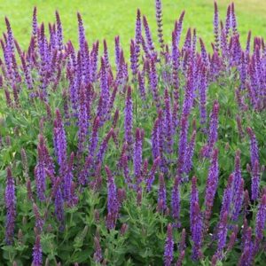 Salvia nemorosa Ostfriesland