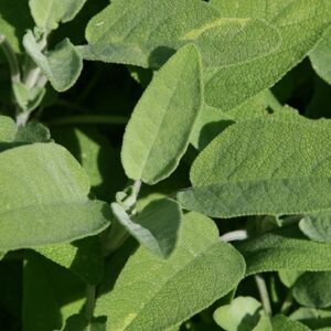 Salvia officinalis