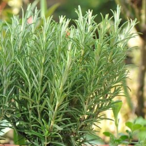 Salvia rosmarinus