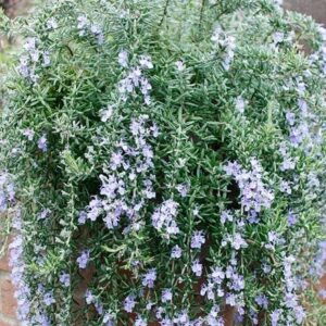 Salvia rosmarinus Blue Cascade ('Lowros3') (PBR)