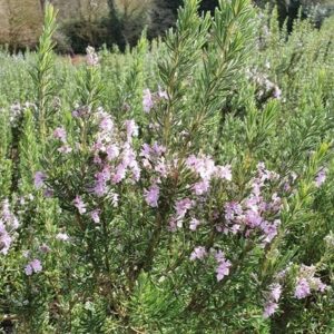 Salvia rosmarinus Majorca Pink