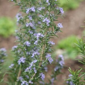 Salvia rosmarinus Miss Jessopp's Upright