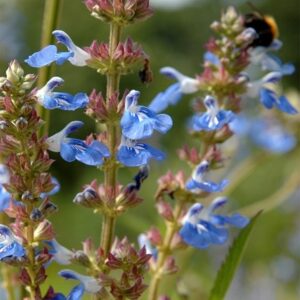 Salvia uliginosa