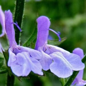 Salvia uliginosa African Skies