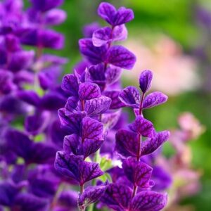 Salvia viridis Blue Monday