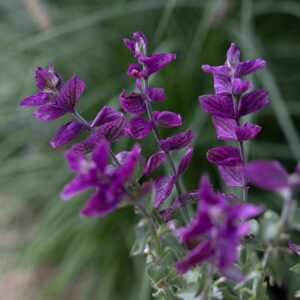 Salvia viridis Pink Lagoon