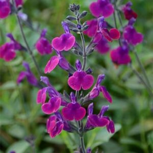 Salvia × jamensis Violette de Loire ('Barsal') (PBR)