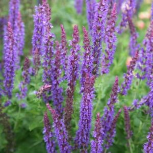 Salvia × sylvestris Mainacht
