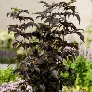 Sambucus nigra f. porphyrophylla Black Tower ('Eiffel 1') (PBR)