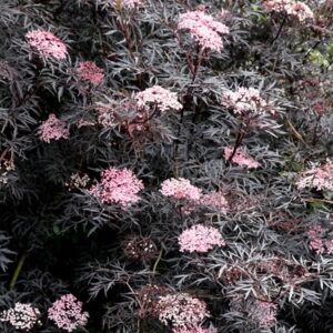 Sambucus nigra f. porphyrophylla 'Eva' (PBR)
